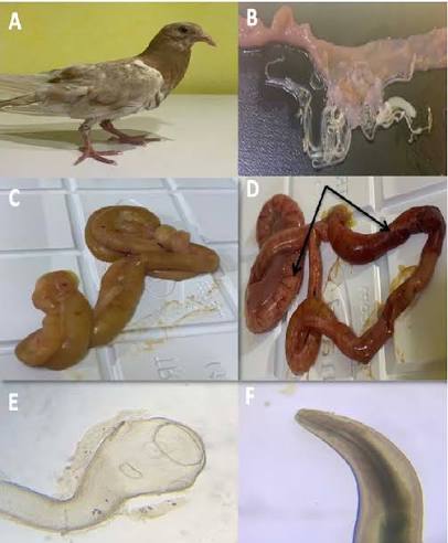 Helminths / Worms