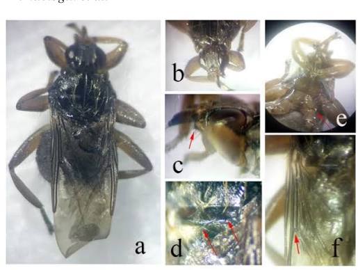Ectoparasites