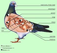 Syndromes, Metabolic & Toxic Disorders