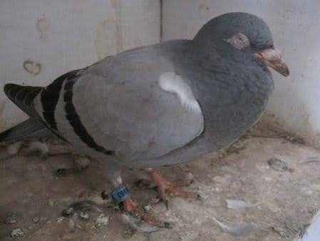 الأدينوفيروس