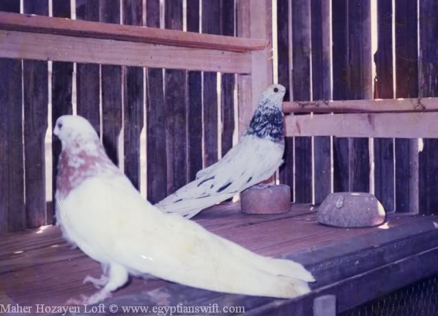 Egyptian Ghuzar Pigeon