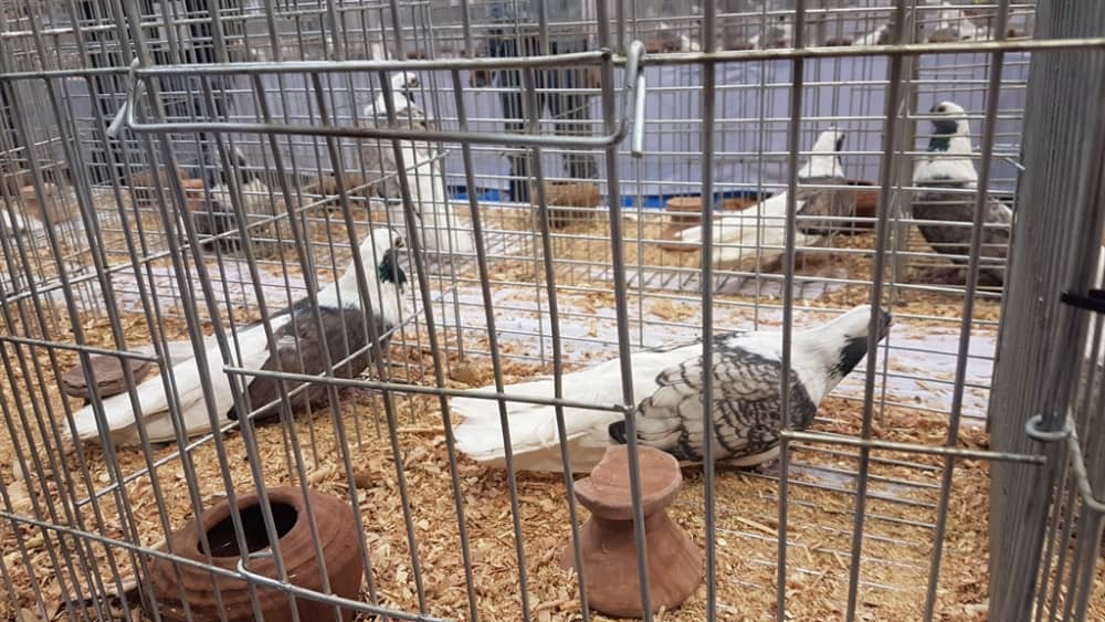 حمامتان (فاتحة وداكنة اللون) داخل قفص عرض معدني بجوار إناء فخاري، معرض الجمعية المصرية 2019