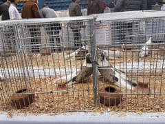 حمام داخل قفص عرض معدني، معرض الجمعية المصرية 2019