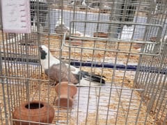حمام رمادي فاتح داخل قفص عرض، معرض الجمعية المصرية 2019