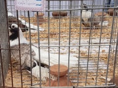 حمام أبلق أسود وأبيض داخل قفص عرض بجوار إناء فخاري، معرض الجمعية المصرية 2019