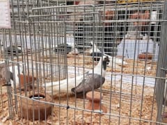 حمام أبيض داخل قفص عرض، معرض الجمعية المصرية 2019