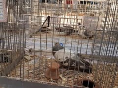 حمام داخل قفص عرض، معرض الجمعية المصرية 2019