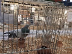 حمام داخل قفص عرض (لقطة بحركة)، معرض الجمعية المصرية 2019