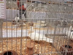 حمام برأس محمر وجسم داكن داخل قفص عرض، معرض الجمعية المصرية 2019