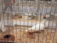 حمام فاتح اللون داخل قفص عرض، معرض الجمعية المصرية 2019