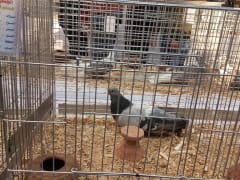 حمام بريش داكن منقّط داخل قفص عرض، معرض الجمعية المصرية 2019