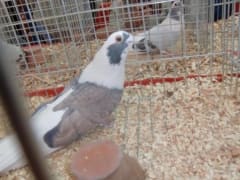 حمام رمادي داخل قفص عرض (لقطة قريبة)، معرض الجمعية المصرية 2019