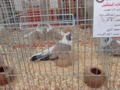 حمام داخل قفص عرض، معرض الجمعية المصرية 2019