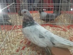 حمام رمادي وأبيض داخل قفص عرض، معرض الجمعية المصرية 2019