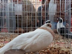 حمام داخل قفص عرض، معرض الجمعية المصرية 2019