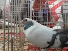 حمام رمادي مزرق داكن داخل قفص عرض، معرض المنيل 2016