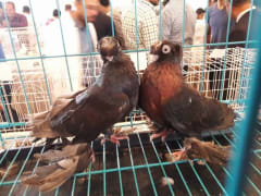 حمام داكن اللون داخل قفص عرض، معرض اليانز مصر للطيور