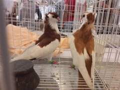 حمام داكن اللون داخل قفص عرض، معرض اليانز مصر للطيور