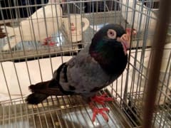 حمام رمادي مزرق بأرجل حمراء داخل قفص عرض، معرض اليانز مصر للطيور