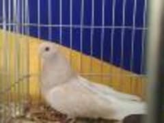 حمام أبيض داخل قفص عرض، معرض اليانز مصر للطيور