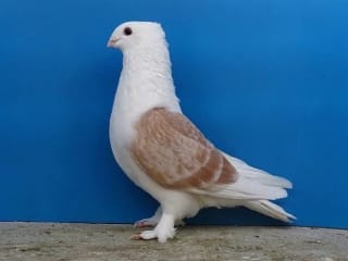 Shield Breeds
