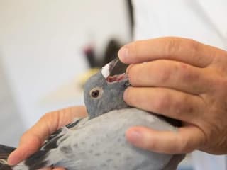 الأسبرجيلوس