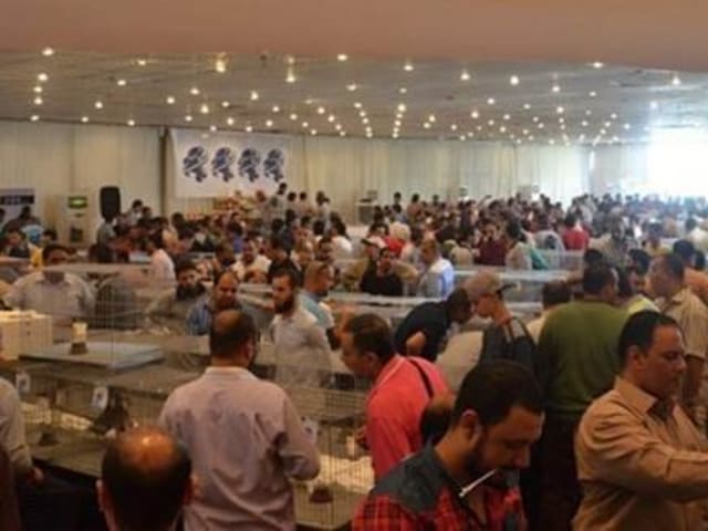 معرض اليانز مصر للطيور بالقاهره