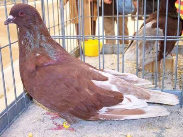 Giant Mallorquina Runt