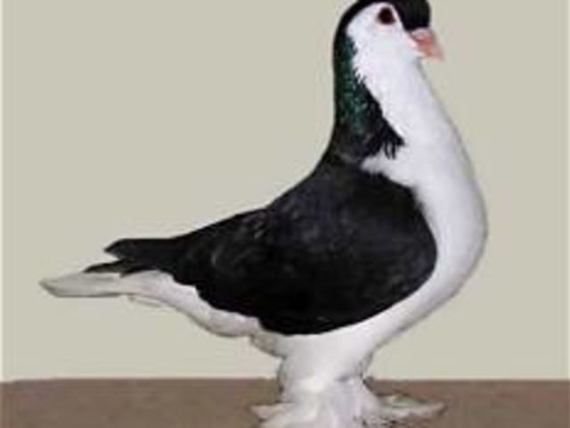 اللاهور