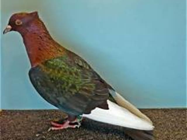الأرشانجل