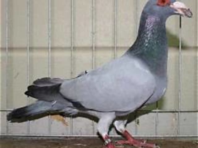 Bagdad