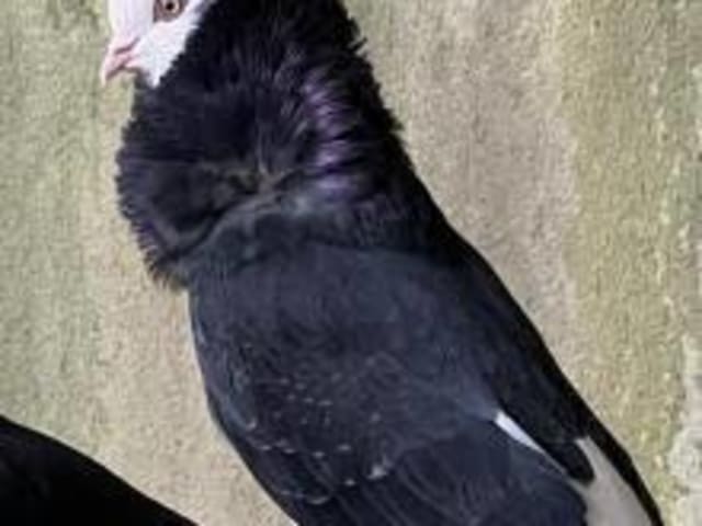 Old Dutch Capuchine