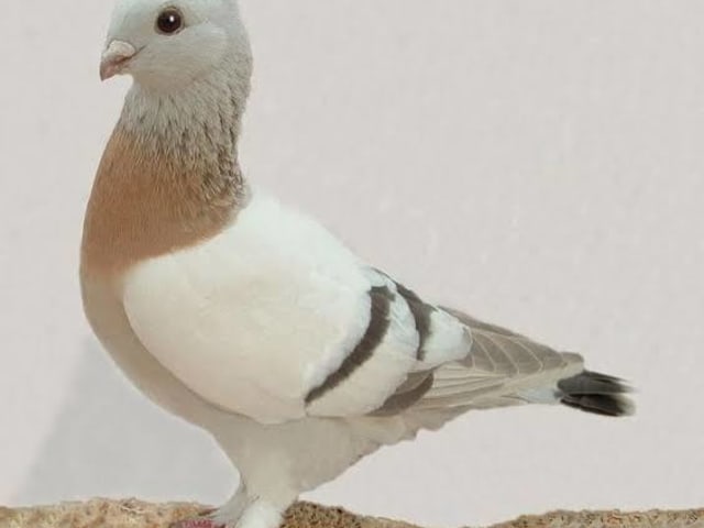 هايفلاير أراد المخطط (Arad Barred)