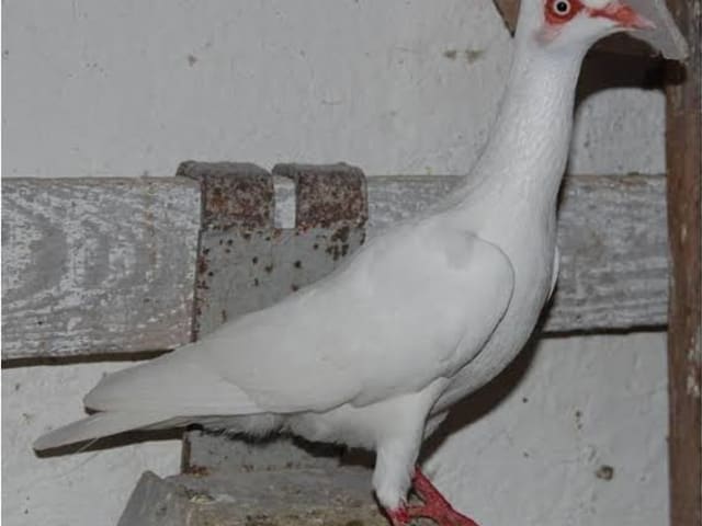 هايفلاير ستralsund (Stralsund Highflier)