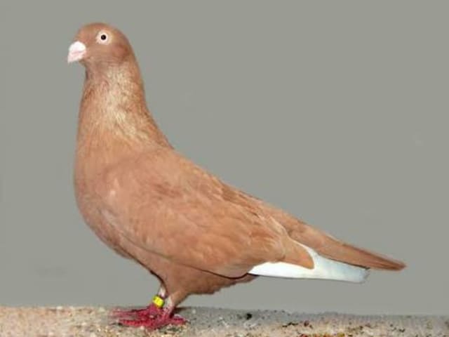 هايفلاير ميميل (Memel Highflier)