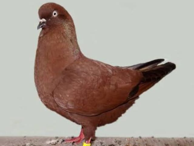 الهايفلاير الهولندي (Dutch Highflier)