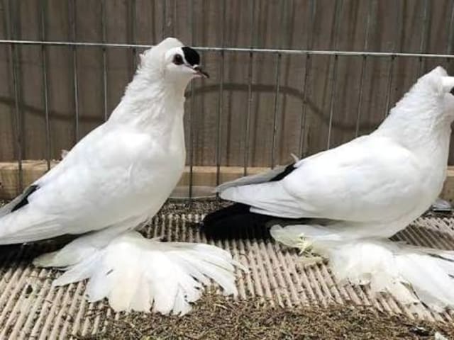 المبقّع السكسوني (Saxon Spot)