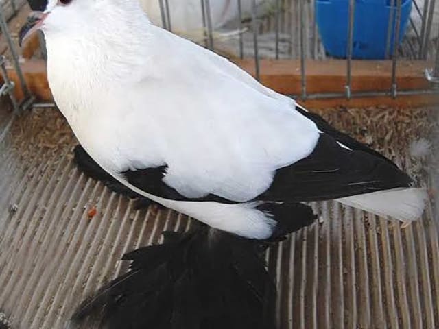 حمام اللقلق السكسوني (Saxon Stork)