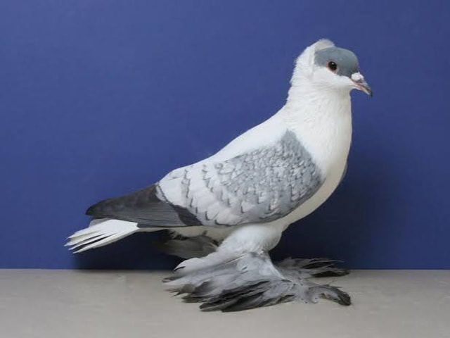 سنونو الجنية السكسوني (Saxon Fairy Swallow)