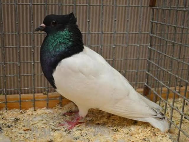 زقزاق تورينجيا (Thuringian Pouter)