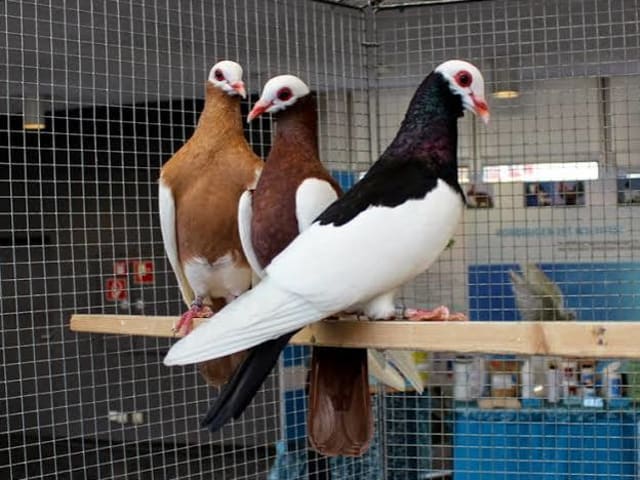 عقعق برنهاردين (Bernhardin Magpie)