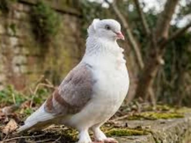 Turbit/Turbiteen Breeds