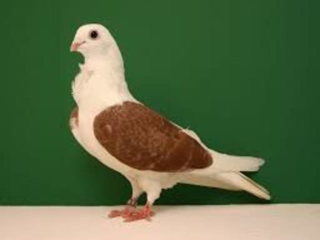 تربيت مقدوني (Macedonian Turbit)