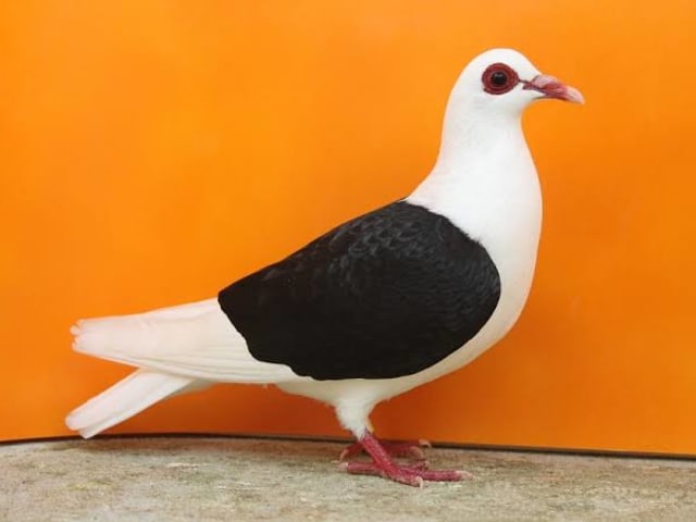 درع فرانكونيا المخملي (Franconian Velvet Shield)