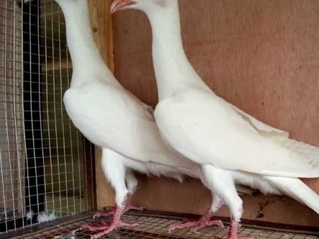 البغدادي الشامي (Syrian Bagdad)
