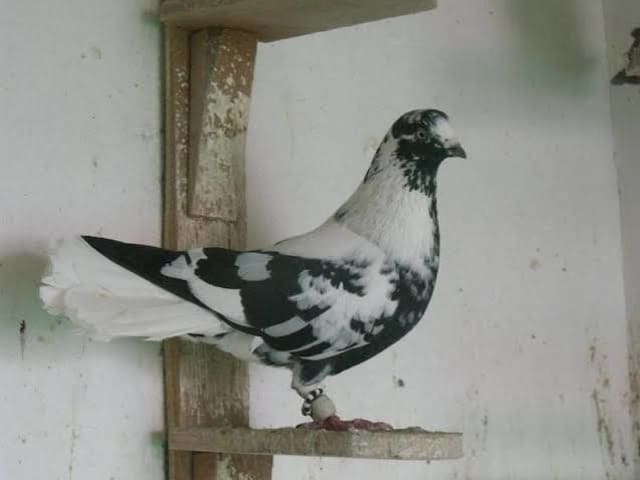 العبسي الشامي (Syrian Fantail)