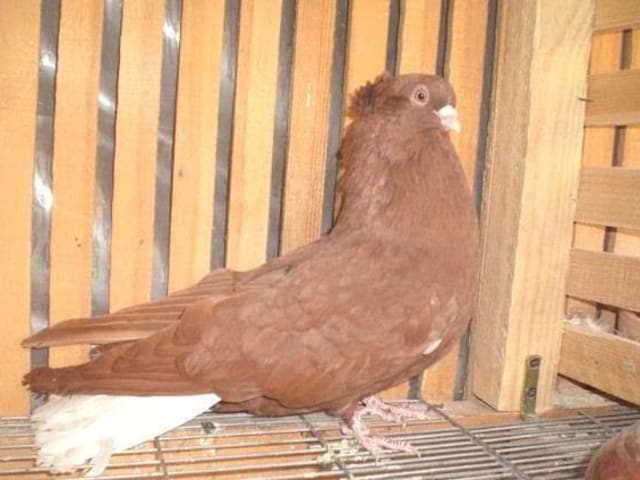 الحلبي الشامي (Syrian Halabi)