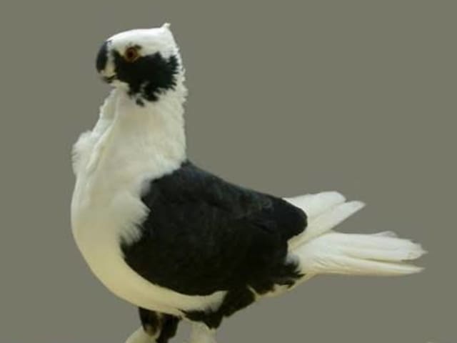 تربيتين شامي (Syrian Turbiteen)