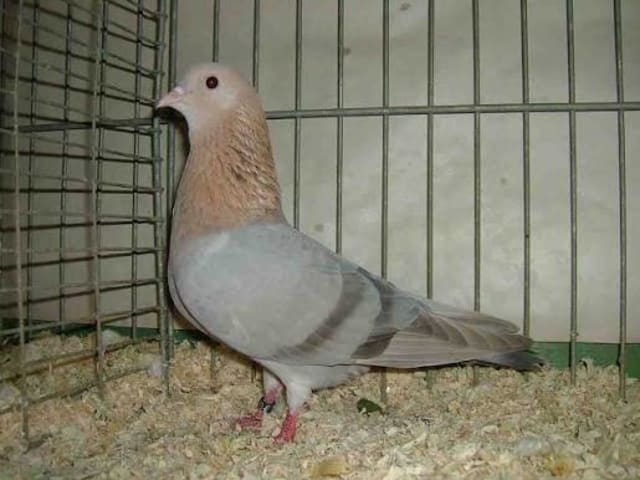 Arabian Trumpeter