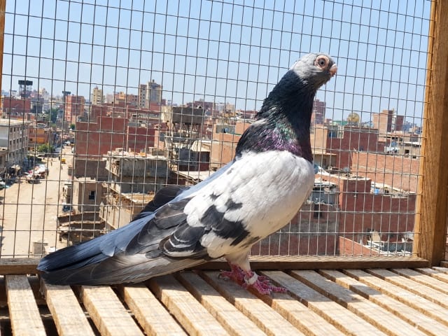 الغزار المصري